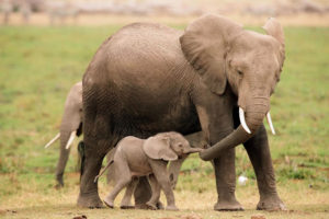 mother-elephant-baby-elephant-calf